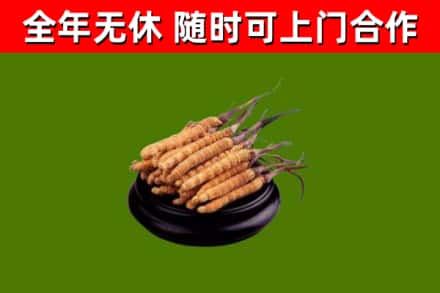 港南区回收散虫草
